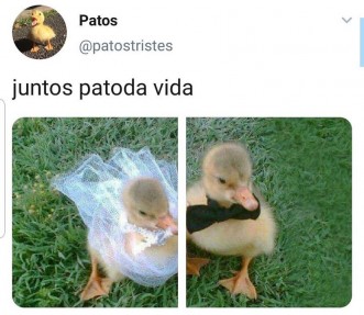 Patoda vida - Imagem Prints da tela para Redes Sociais