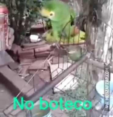 Papagaio no Buteco - Vídeo Animais para Redes Sociais