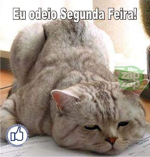 Meu ZapZap - Imagens Segunda-feira Gatinho - Datas para Whatsapp e Facebook Meu ZapZap - Imagens Segunda-feira Gatinho - Datas para Whatsapp e Facebook