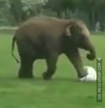 Elefante ruim de bola - Vídeo Animais para Redes Sociais