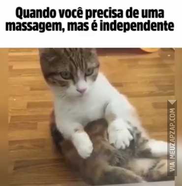 Eu tô só esse gato - Vídeo  Engraçados para Redes Sociais