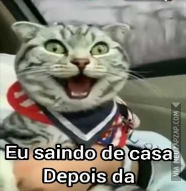 Saindo de casa depois da quarentena  - Vídeo Animais para Redes Sociais