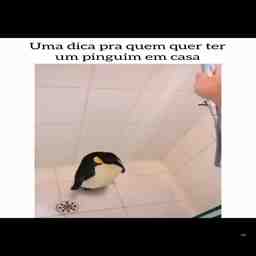 Dica para quem quer ter um pinguim em casa - Vídeo  Engraçados para Redes Sociais