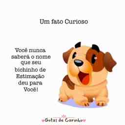 Um fato curioso - Vídeo Animais para Redes Sociais