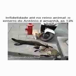 Infidelidade no reino animal - Vídeo Animais para Redes Sociais