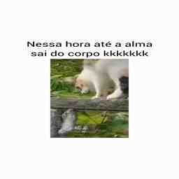 Dessa vez o ratinho conseguiu sobreviver - Vídeo Animais para Redes Sociais