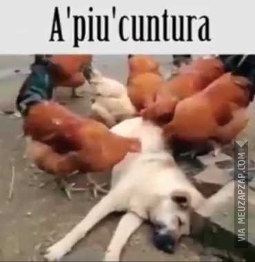 A "piu" cuntura - Vídeo  Engraçados para Redes Sociais