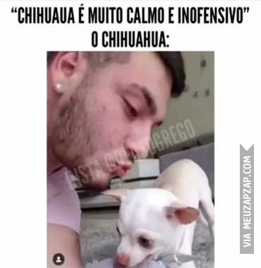 Cachorro mansinho   - Vídeo Animais para Redes Sociais