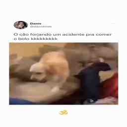 O bolo caiu por acidente na minha boca - Vídeo Animais para Redes Sociais