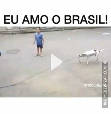 Cachorro brincalhão - Vídeo  Engraçados para Redes Sociais