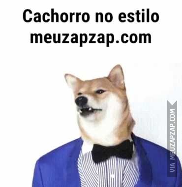 Cachorro estiloso - Vídeo Animais para Redes Sociais