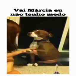 O cachorro mais dramático que já vi - Vídeo Animais para Redes Sociais