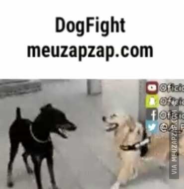 DogFight - Vídeo Animais para Redes Sociais