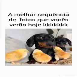 Eu tô morrendo de rir com essas fotos - Vídeo Animais para Redes Sociais