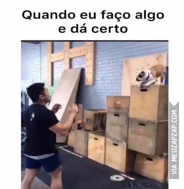 Quando eu faço algo e dá certo  - Vídeo Animais para Redes Sociais