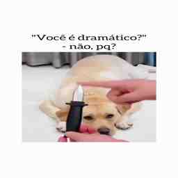 Quando me perguntam se sou dramático - Vídeo Animais para Redes Sociais