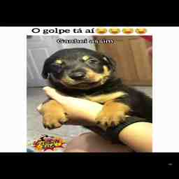 O golpe tá aí - Vídeo Animais para Redes Sociais