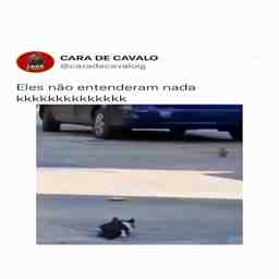 O pobre do gato só queria fazer um lanchinho - Vídeo Animais para Redes Sociais