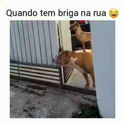 Quando tem briga na rua - Vídeo Animais para Redes Sociais