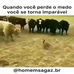 Quando você perde o medo de tudo - Vídeo Animais para Redes Sociais