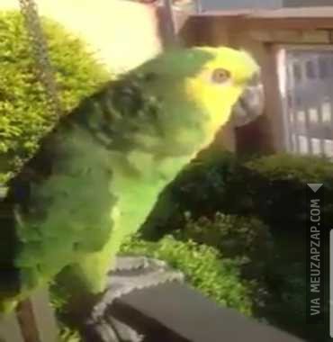 Papagaio Chorão - Vídeo  Engraçados para Redes Sociais