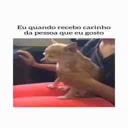 Quando eu recebo carinho - Vídeo Animais para Redes Sociais