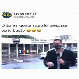 O dia que um galo foi detido - Vídeo Caiu na net para Redes Sociais