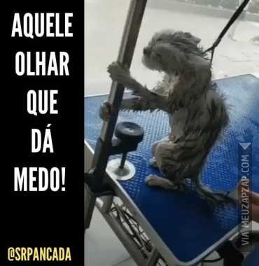 Tô rindo - Vídeo Animais para Redes Sociais