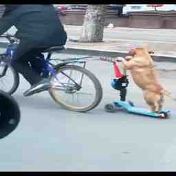 Vídeo lindo da noite - Vídeo Animais para Redes Sociais