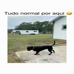 Tudo normal por aqui - Vídeo Animais para Redes Sociais