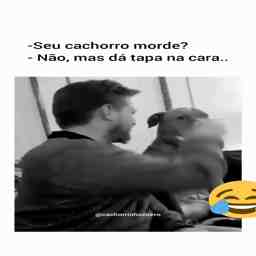 Meu cachorro não morde, ele dá tapa na cara - Vídeo Animais para Redes Sociais