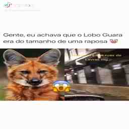 Lobo Guará passeando  - Vídeo Caiu na net para Redes Sociais