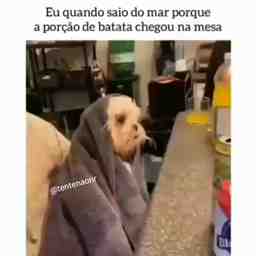 Quando eu saio do mar - Vídeo Animais para Redes Sociais