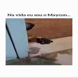 Na vida eu sou o Maycon - Vídeo Animais para Redes Sociais