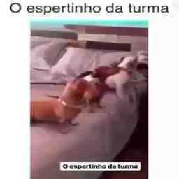  Sempre tem um esperto na turma - Vídeo Animais para Redes Sociais