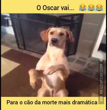 Tragam um Oscar para esse cachorro - Vídeo Animais para Redes Sociais