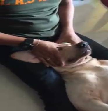 Massagem relaxante - Vídeo Animais para Redes Sociais