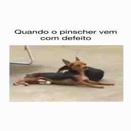 Quando o Pinscher vem com defeito - Vídeo Animais para Redes Sociais