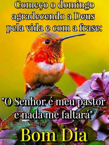 Meu ZapZap - Imagens Bom dia - Saudações para Whatsapp e Facebook Meu ZapZap - Imagens Bom dia - Saudações para Whatsapp e Facebook