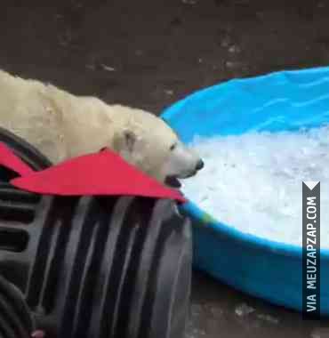 Eu no verão - Vídeo Animais para Redes Sociais