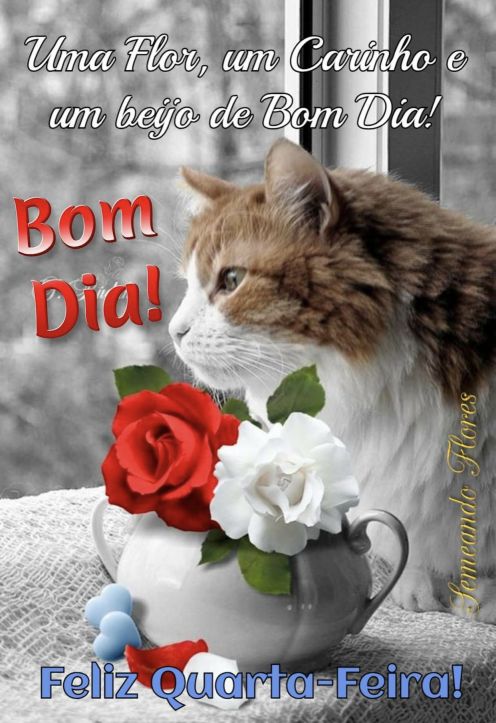 Meu ZapZap - Imagens Bom dia quarta-feira com flores - Saudações para Whatsapp e Facebook Meu ZapZap - Imagens Bom dia quarta-feira com flores - Saudações para Whatsapp e Facebook