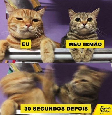 Meu ZapZap - Imagens Desse jeito - Engraçadas para Whatsapp e Facebook