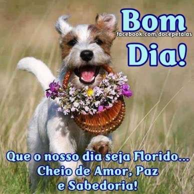 Meu ZapZap - Imagens Bom dia - Engraçadas para Whatsapp e Facebook Meu ZapZap - Imagens Bom dia - Engraçadas para Whatsapp e Facebook