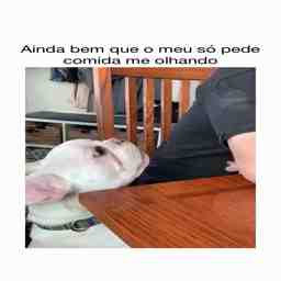 Olha esse doguinho pedindo comida - Vídeo Animais para Redes Sociais