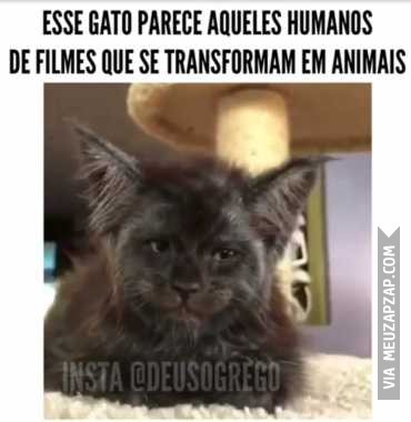 Esse gato parece humano  - Vídeo Animais para Redes Sociais