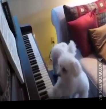 Cachorro pianista  - Vídeo Animais para Redes Sociais