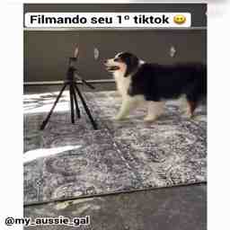 Gravando meu primeiro tiktok  - Vídeo Animais para Redes Sociais