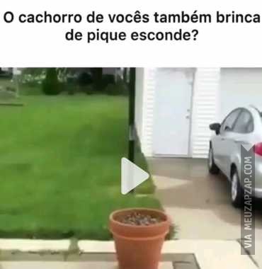 Cachorro brincalhão - Vídeo  Engraçados para Redes Sociais