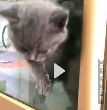 Meliante foi pego fugindo  - Vídeo Animais para Redes Sociais