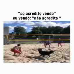 E esse doguinho jogando vôlei - Vídeo Animais para Redes Sociais